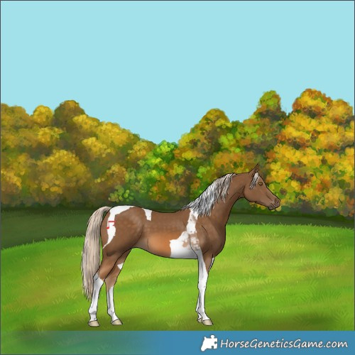 Horse Color:Chocolate Palomino Tobiano 