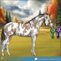 Horse Color:Liver Red Dun Sabino Appaloosa Brindle 