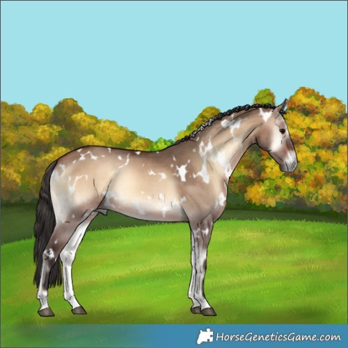 Horse Color:White Spotted Brown Onyx 
