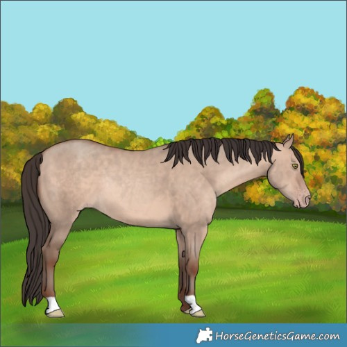 Horse Color:Unknown 