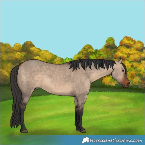 Horse Color:Unknown 