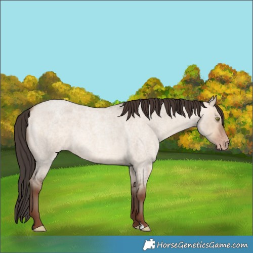 Horse Color:Amber Champagne Roan Dun 