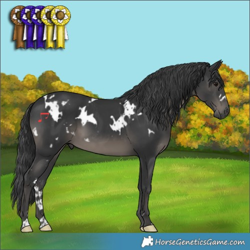 Horse Color:White Spotted Black 