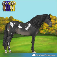 Horse Color:White Spotted Black