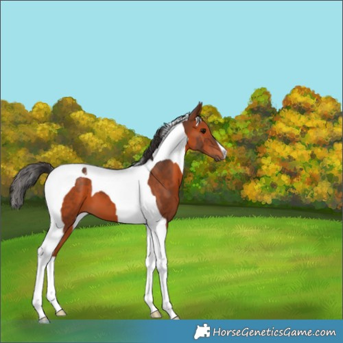Horse Color:Bay Tobiano 