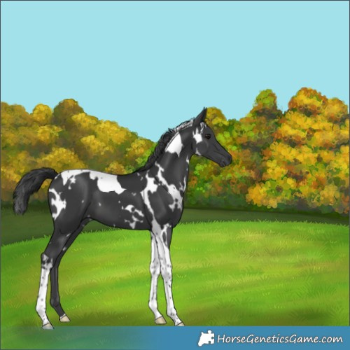 Horse Color:White Spotted Black Tobiano 