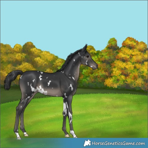 Horse Color:White Spotted Black 