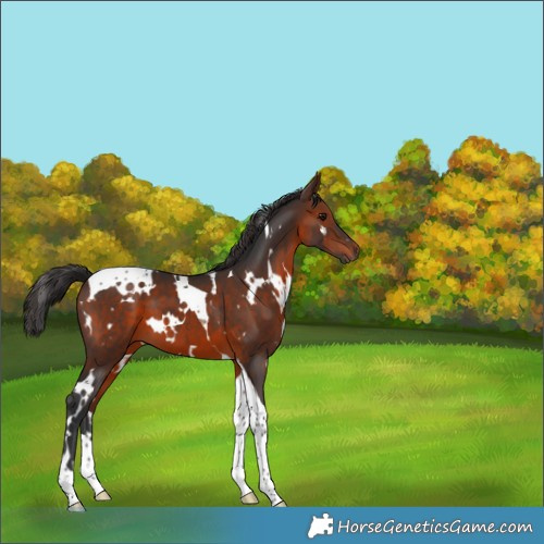 Horse Color:White Spotted Brown Tobiano 