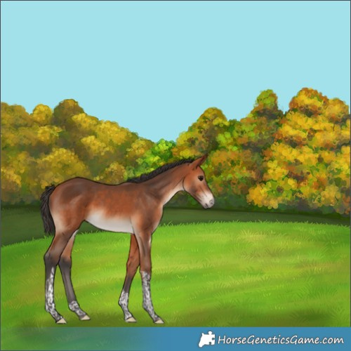 Horse Color:Bay Tobiano 