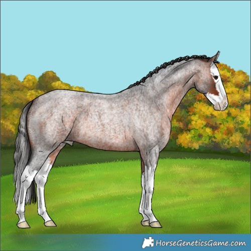 Horse Color:Unknown 