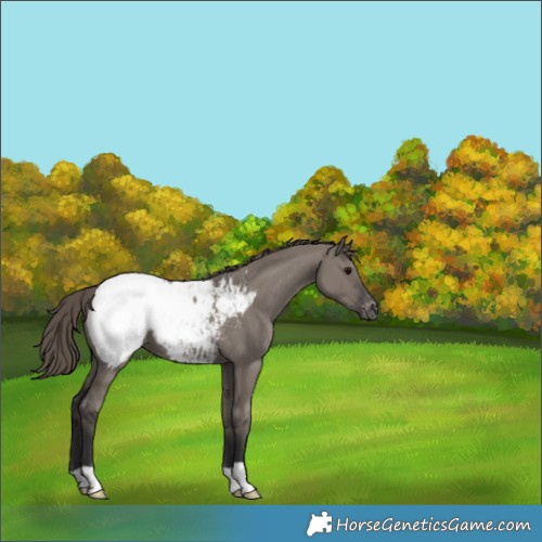 Horse Color:Smoky Grullo Appaloosa 