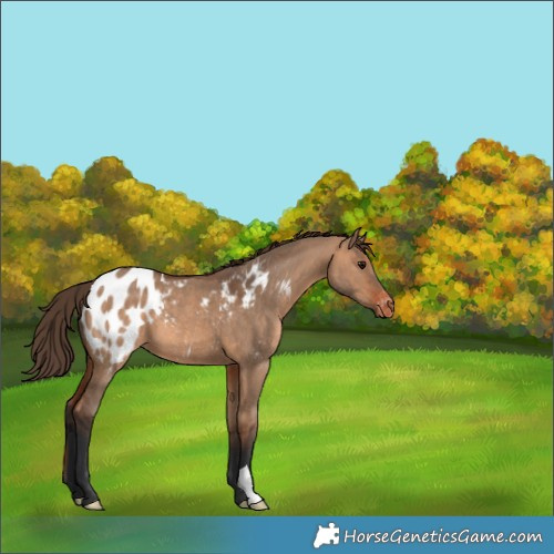 Horse Color:Bay Dun Appaloosa