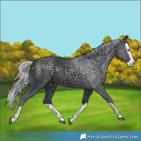 Horse Color:Silver Black Chinchilla Splash