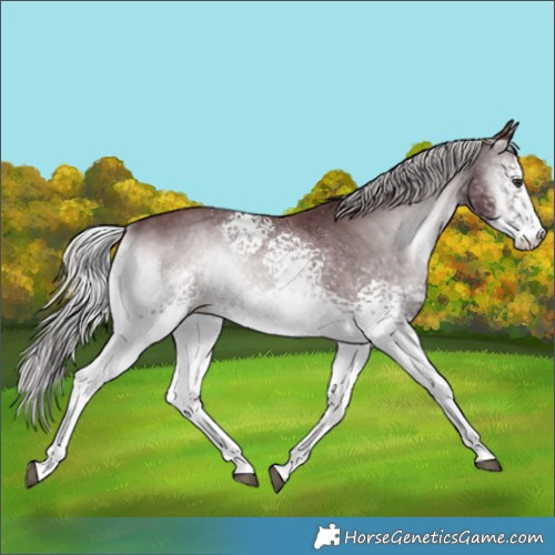 Horse Color:White Spotted Chocolate Silver Blue Onyx Chinchilla Sabino 