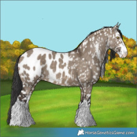 Horse Color:Brown Dun Sabino Appaloosa 