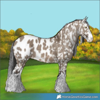 Horse Color:Brown Dun Sabino Appaloosa 