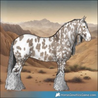 Horse Color:Brown Dun Sabino Appaloosa 
