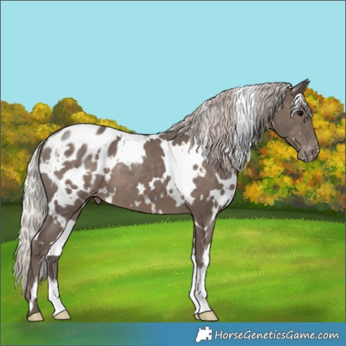 Horse Color:White Spotted Silver Black Appaloosa 