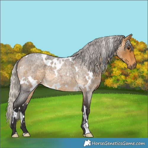 Horse Color:White Spotted Silver Buckskin Roan Rabicano 
