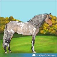 Horse Color:White Spotted Silver Buckskin Roan Rabicano 