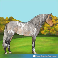 Horse Color:White Spotted Silver Buckskin Roan Rabicano 
