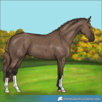 Horse Color:Liver Red Dun Brindle 