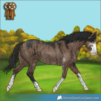 Horse Color:Liver Red Dun Sabino Rabicano Brindle