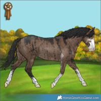 Horse Color:Liver Red Dun Sabino Rabicano Brindle 