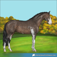 Horse Color:Brown Dun Sabino Brindle 