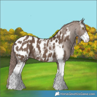 Horse Color:Liver Red Dun Sabino Appaloosa Brindle 