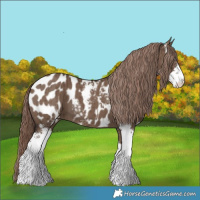 Horse Color:Liver Red Dun Sabino Appaloosa Brindle