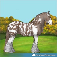 Horse Color:Liver Red Dun Sabino Appaloosa Brindle