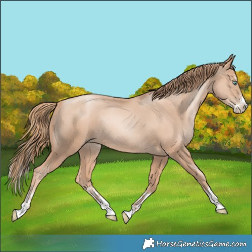 Horse Color:Gold Champagne Pearl Rabicano  and Gold Champagne Pearl Splash Rabicano 