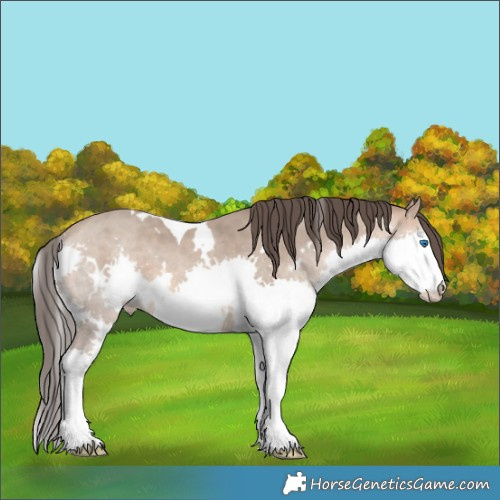 Horse Color:White Spotted Sable Champagne Splash Tobiano 