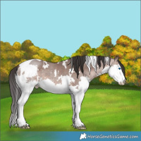 Horse Color:White Spotted Sable Champagne Splash Tobiano 