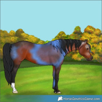 Horse Color:Gray Bay 