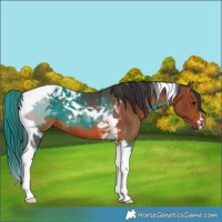 Horse Color:Brown Tobiano 