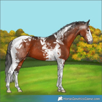 Horse Color:Gray White Spotted Bay Tobiano