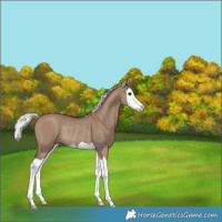 Horse Color:Silver Grullo Splash Rabicano 