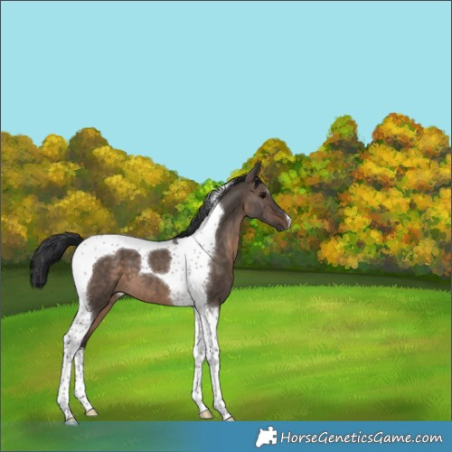 Horse Color:Brown Dun Tobiano 