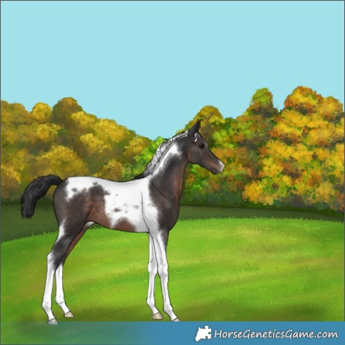 Horse Color:Brown Tobiano 