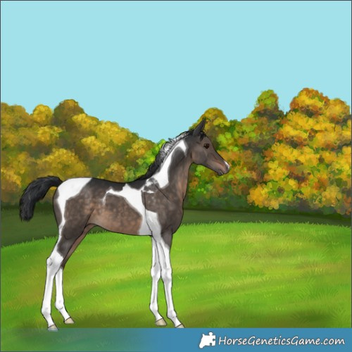 Horse Color:Brown Dun Tobiano 