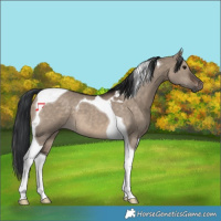 Horse Color:Brown Dun Tobiano 