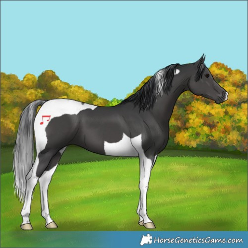 Horse Color:Black Tobiano 