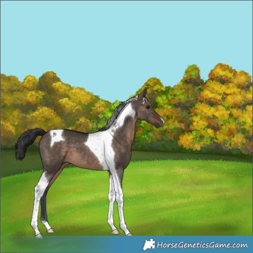 Horse Color:Brown Dun Tobiano 