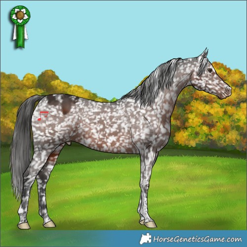 Horse Color:Liver Chestnut Tobiano Appaloosa 