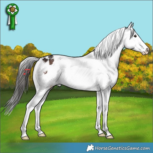 Horse Color:Liver Chestnut Tobiano Appaloosa 