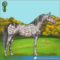 Horse Color:Liver Chestnut Tobiano Appaloosa 