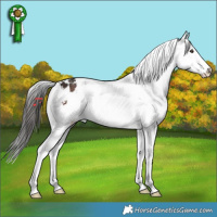 Horse Color:Liver Chestnut Tobiano Snowflake Varnish 