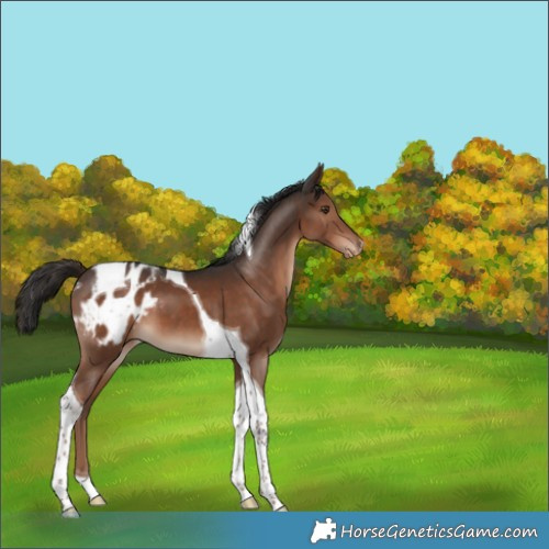 Horse Color:Liver Chestnut Tobiano Appaloosa 